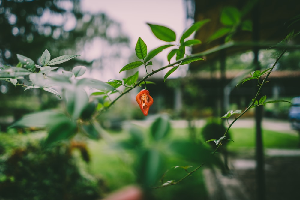 fiore d'arancio nell'obiettivo tilt shift