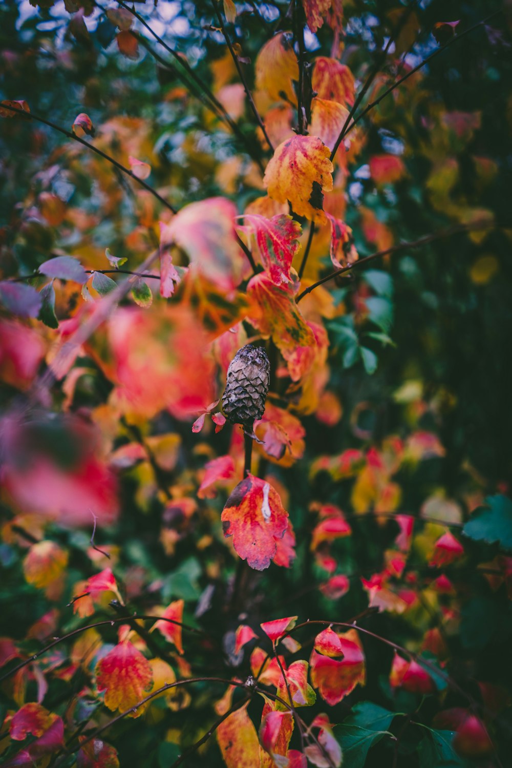 yellow and pink flower in tilt shift lens