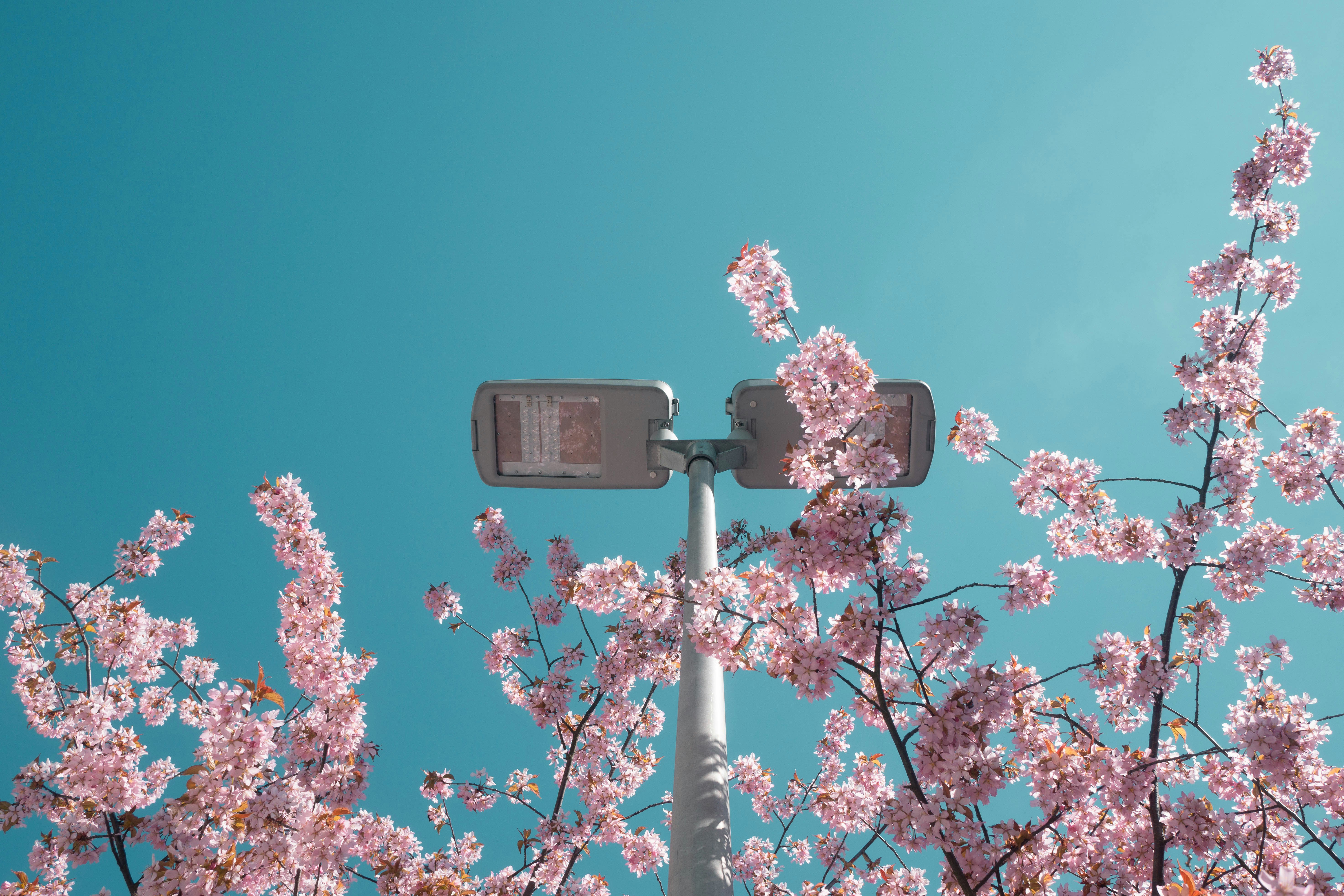 pink cherry blossom under blue sky during daytime