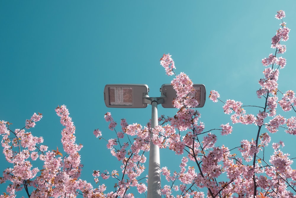 pink cherry blossom under blue sky during daytime