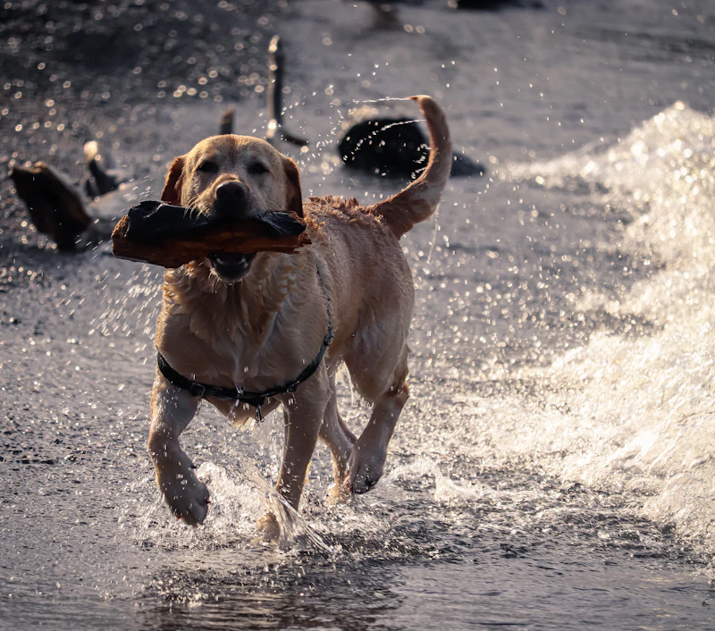 Gus, a yellow Ridgeline male from the 2025 litter, splashing through water with a bumper