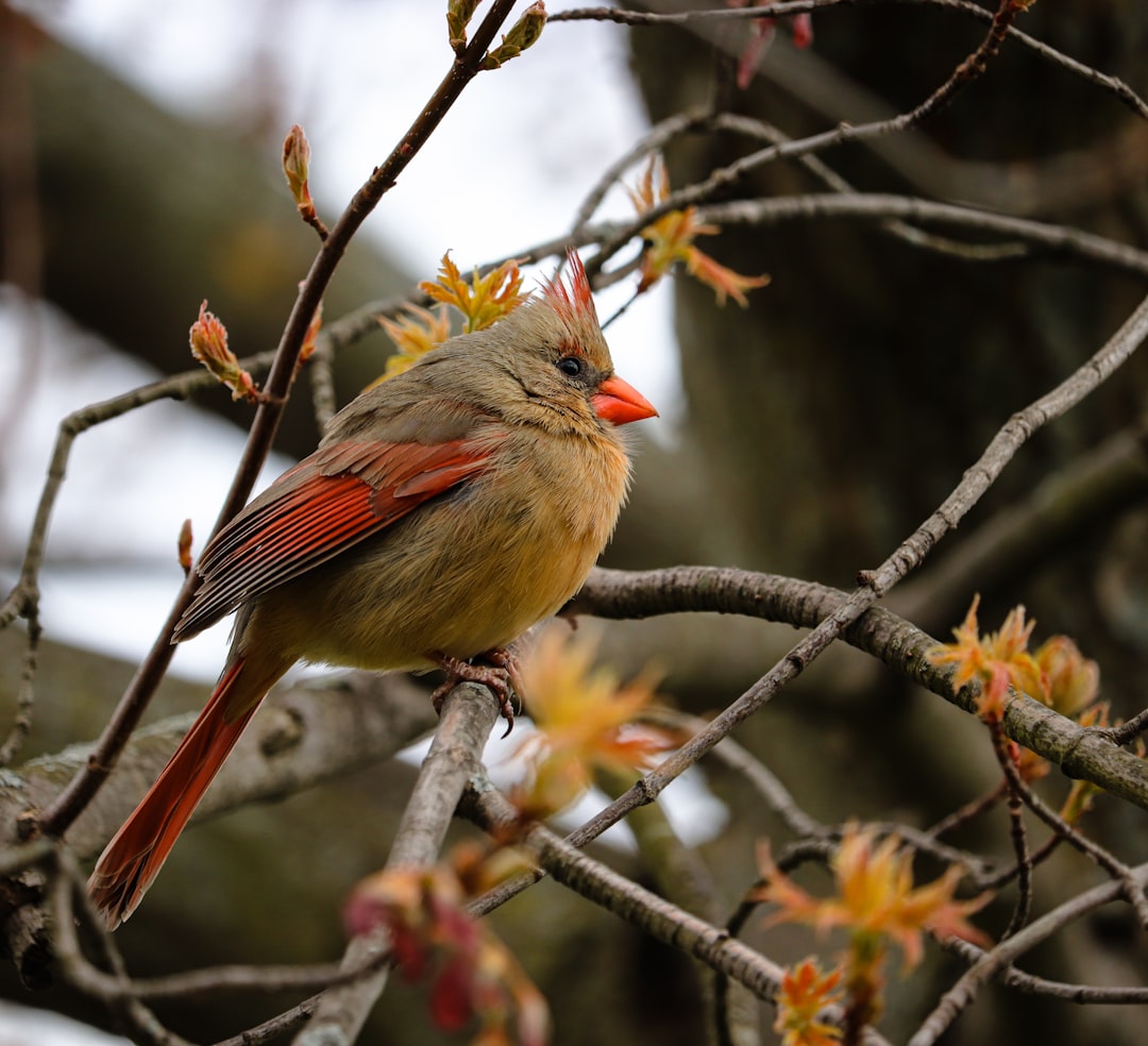 Wildlife photo spot Toronto Ancaster