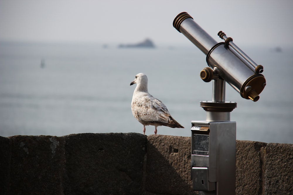 white and gray bird on gray metal bar