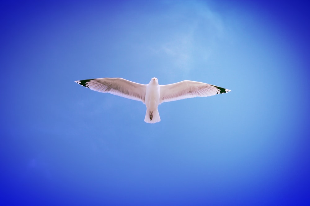 white bird flying in the sky