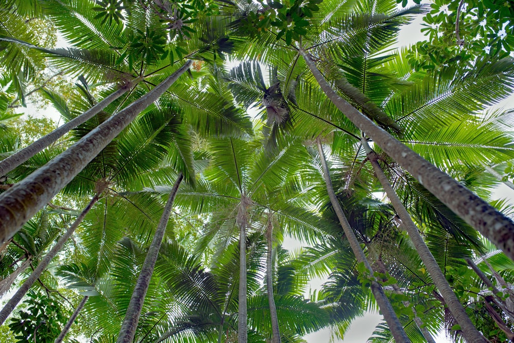 green palm tree during daytime