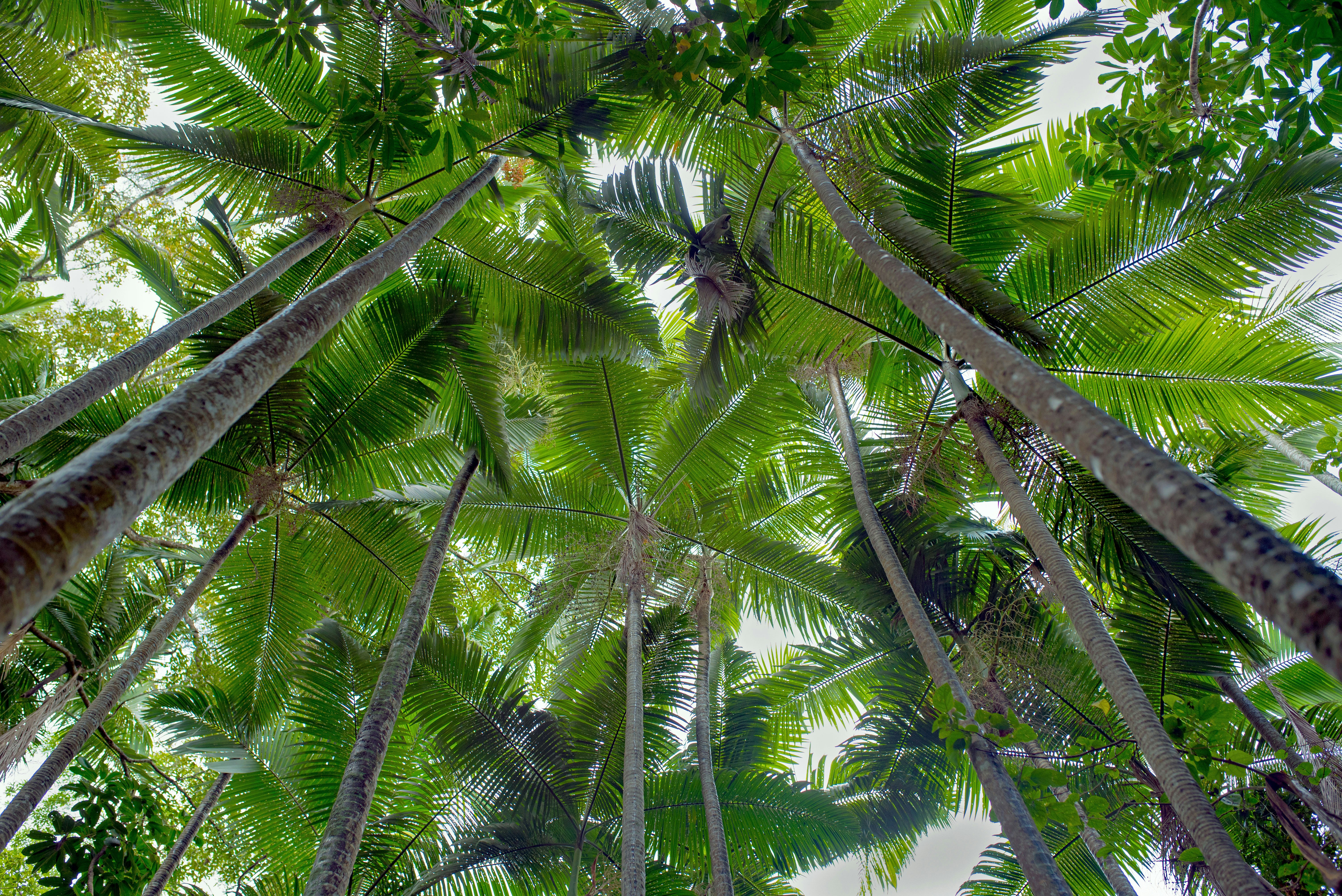 green palm tree during daytime