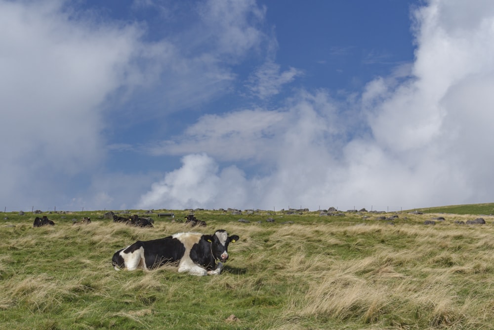 black and white short coated dog on green grass field under blue and white sunny cloudy