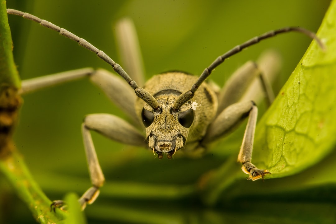 green and black insect on green leaf