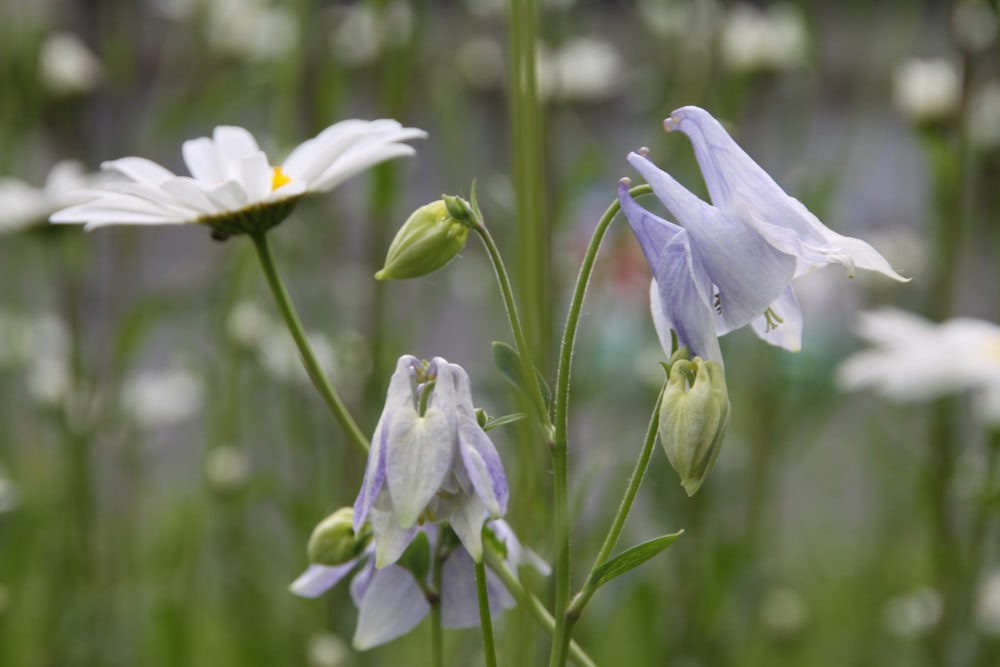 white flower with green leaves