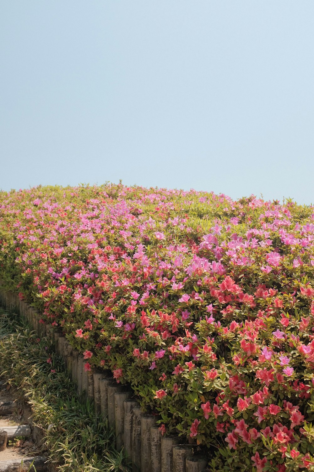 pink and white flower field