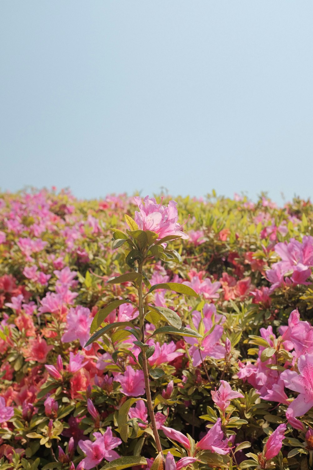 pink flowers under blue sky during daytime