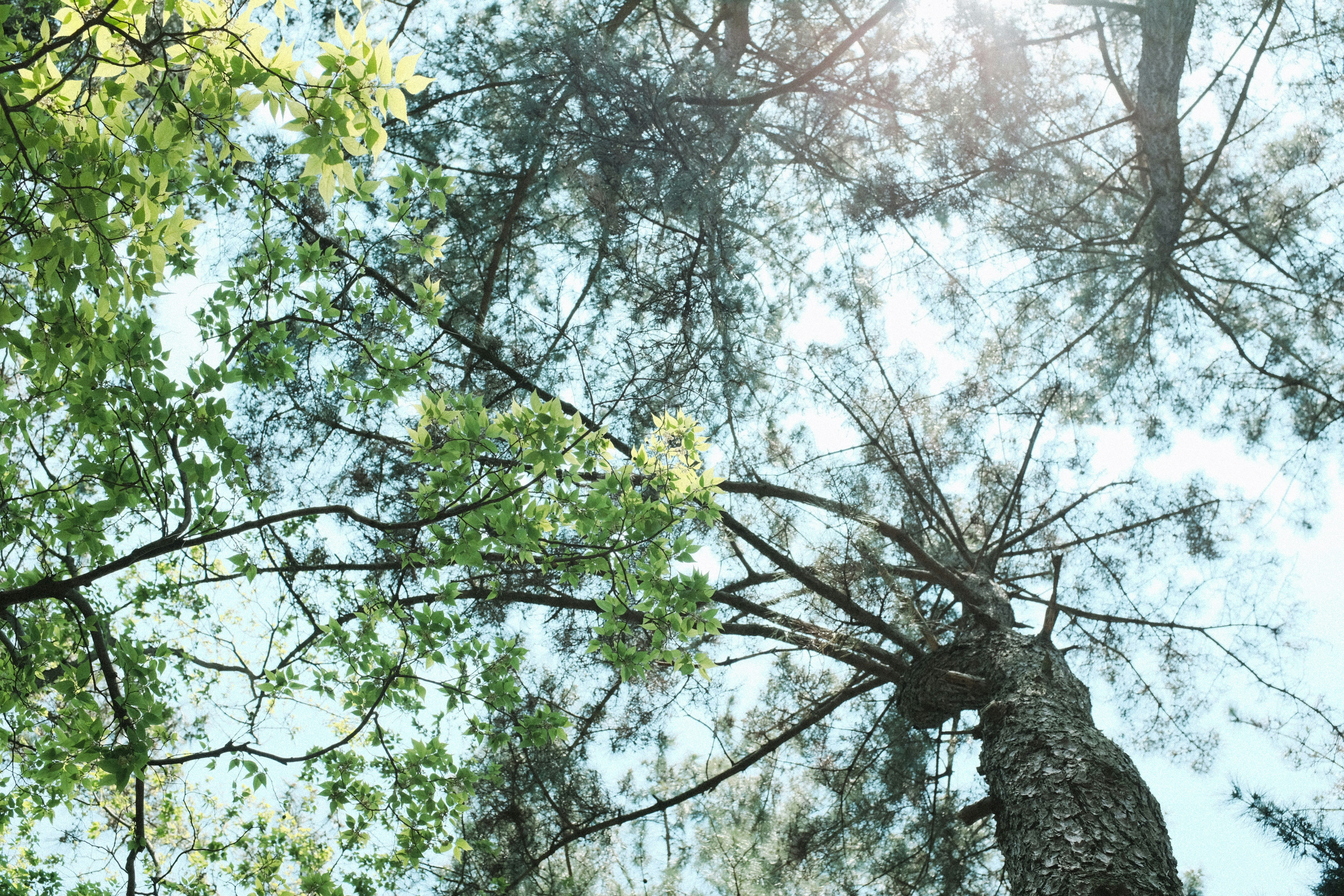 Foto Árbol de hojas blancas y verdes Imagen Matsuyama gratis en Unsplash