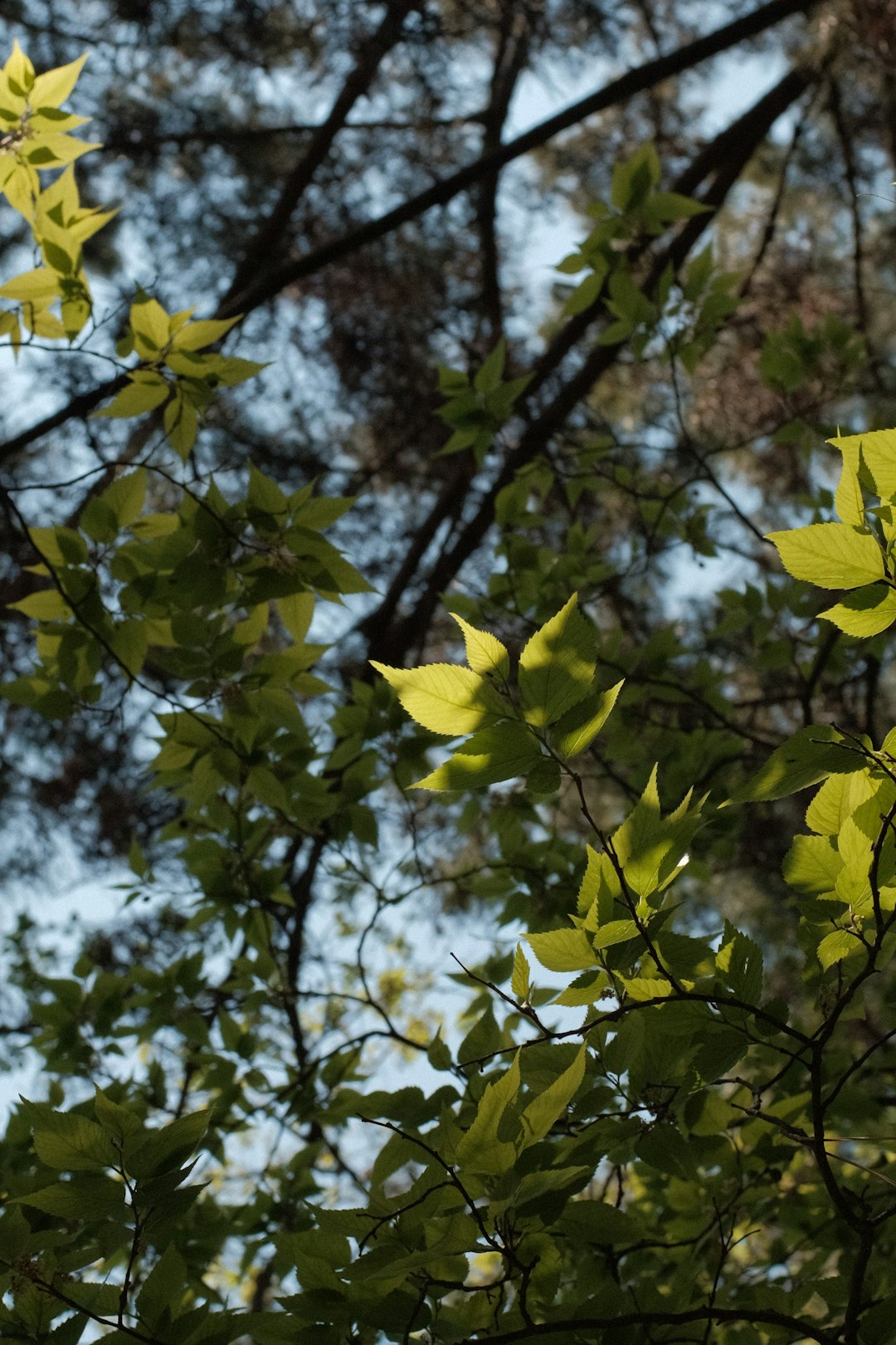 yellow leaves on tree branch during daytime