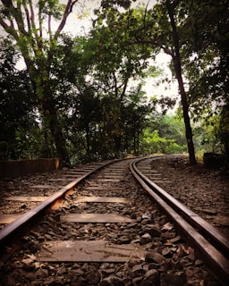 A gently curving railroad track runs through a densely wooded area. The tracks are surrounded by rocks and fallen leaves, and the trees around them form a canopy of green. Sunlight filters through the foliage, creating patches of light and shadow along the path.