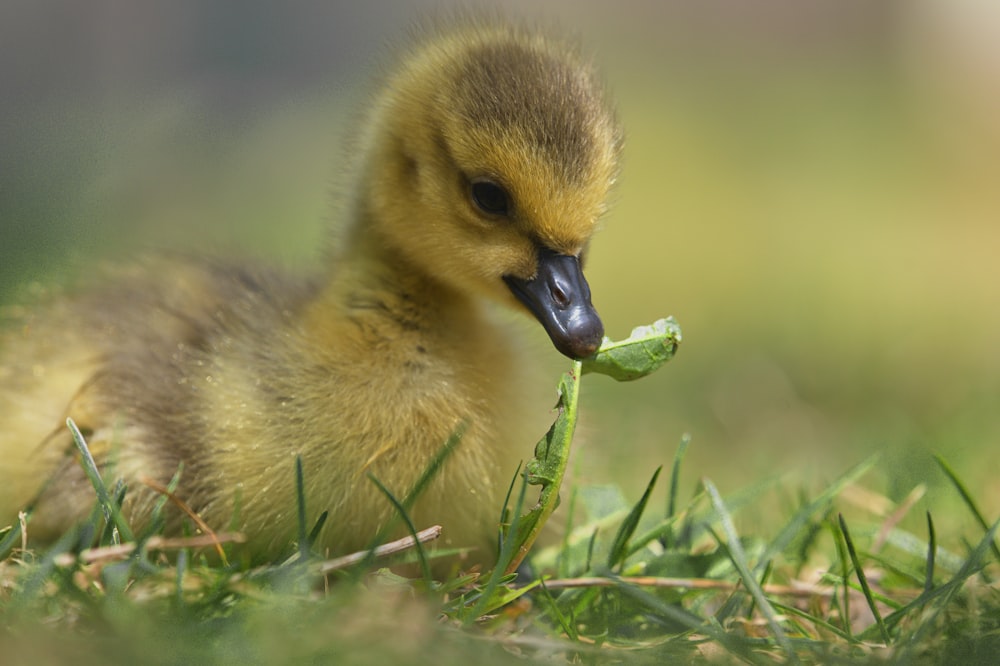 yellow duckling on green grass during daytime