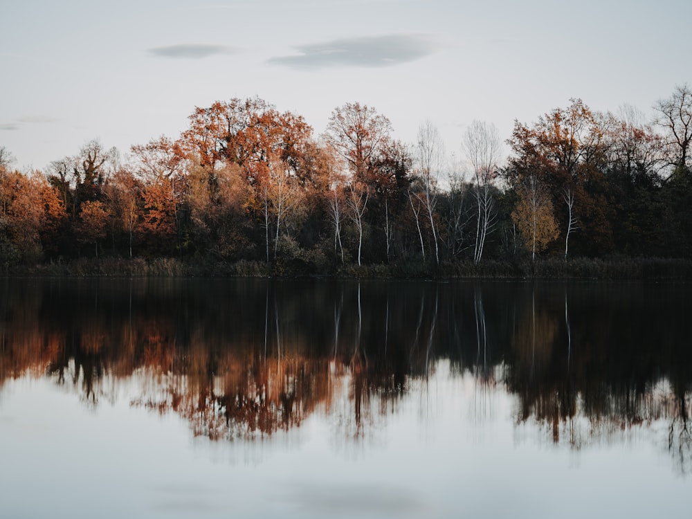 brown trees beside body of water during daytime