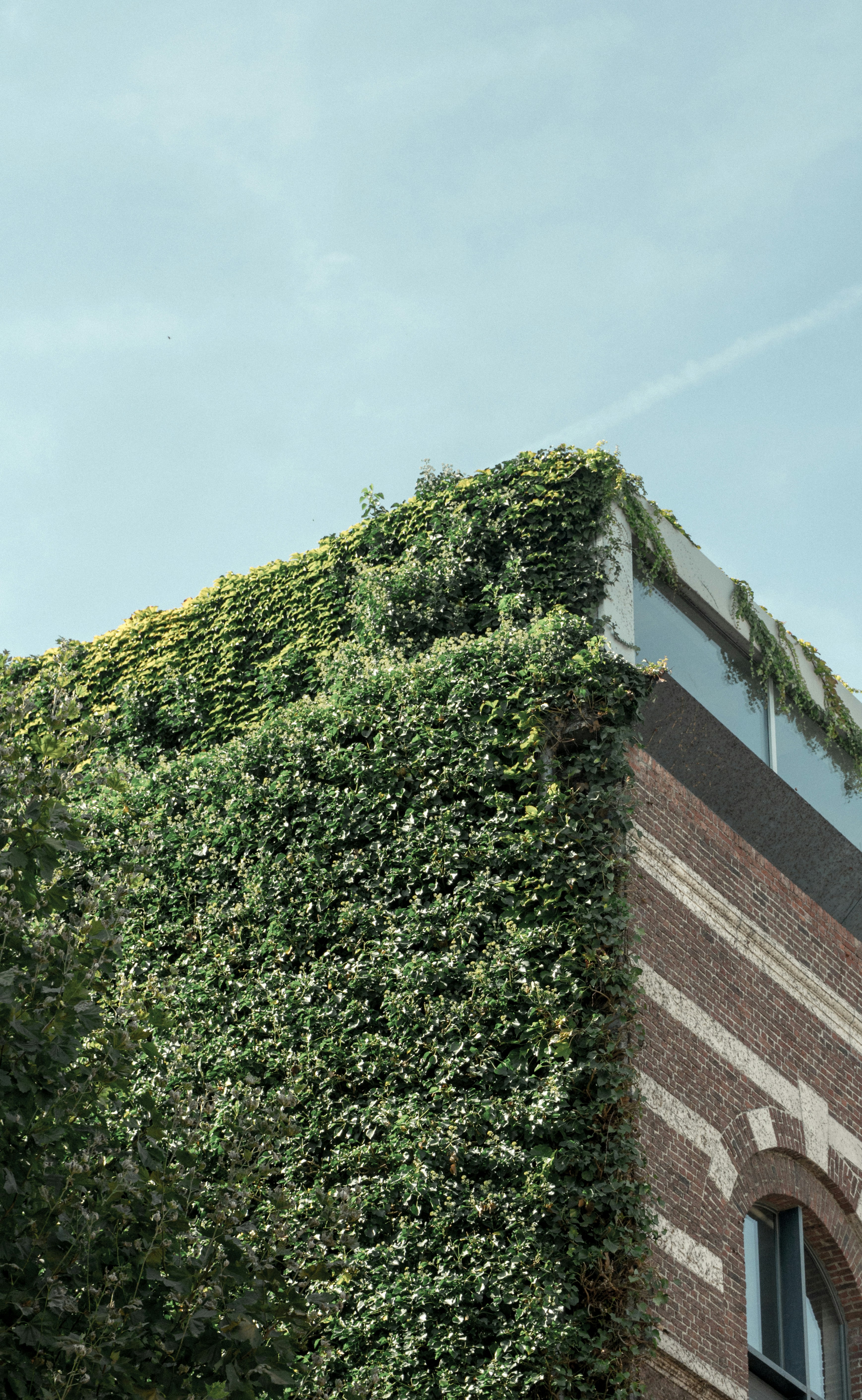 green plant on brown brick wall