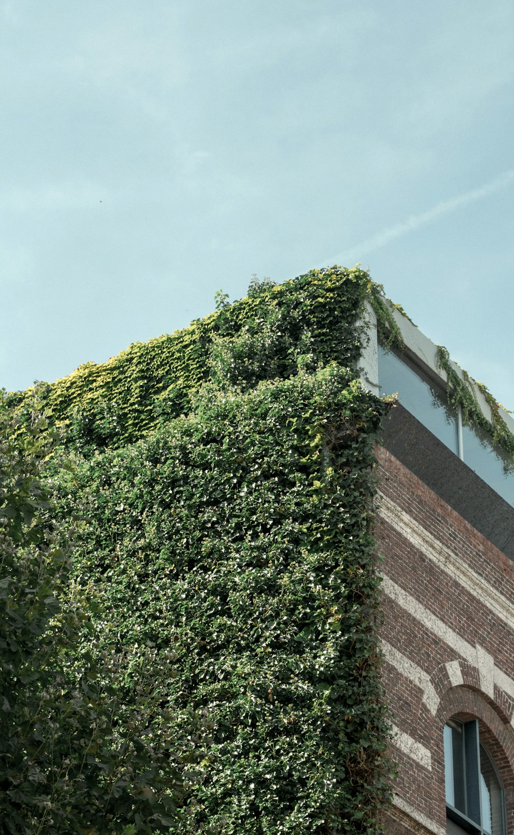 green plant on brown brick wall