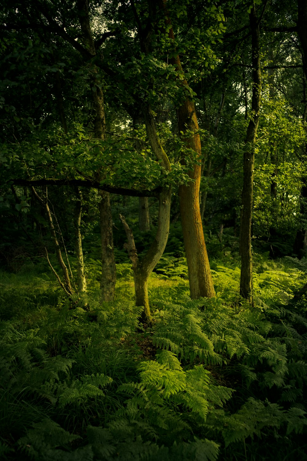 green trees and plants during daytime