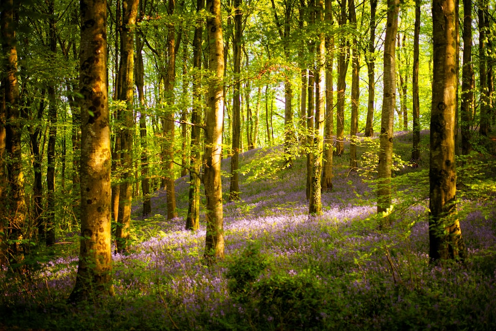 erba verde e alberi durante il giorno