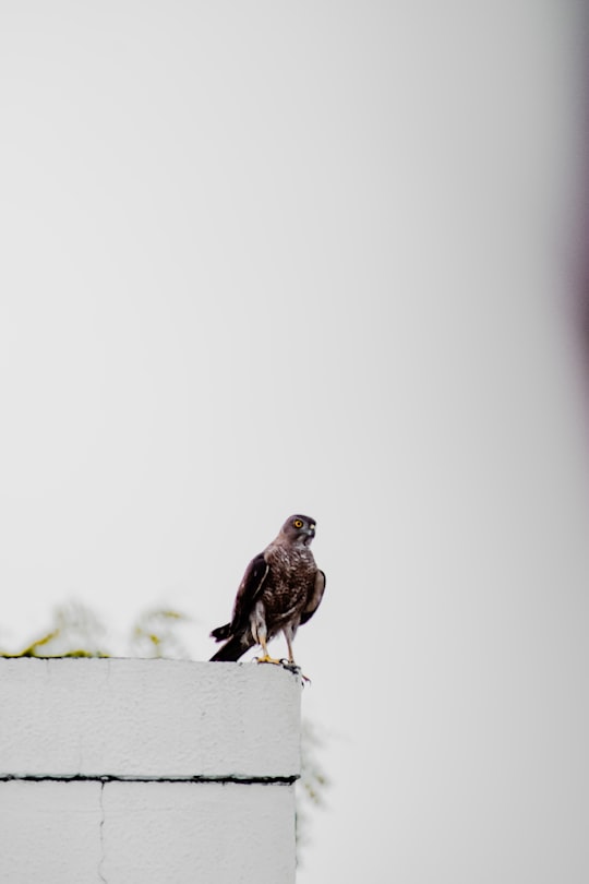 brown bird on white wooden fence in Ahmedabad India