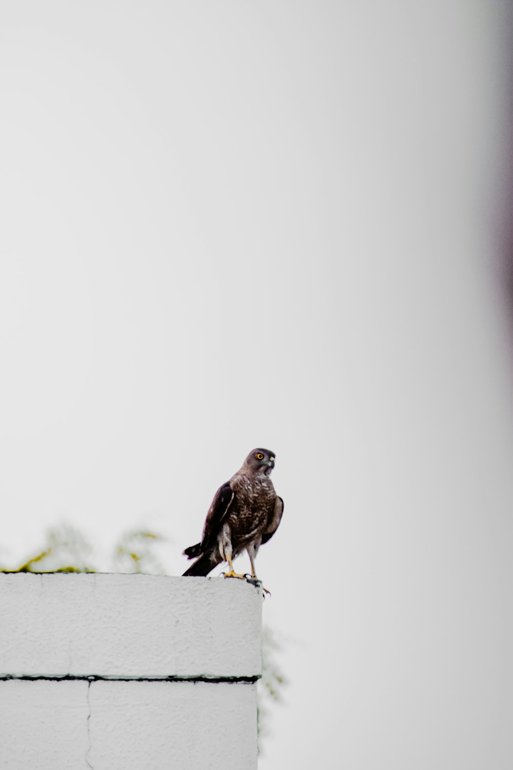 brown bird on white wooden fence