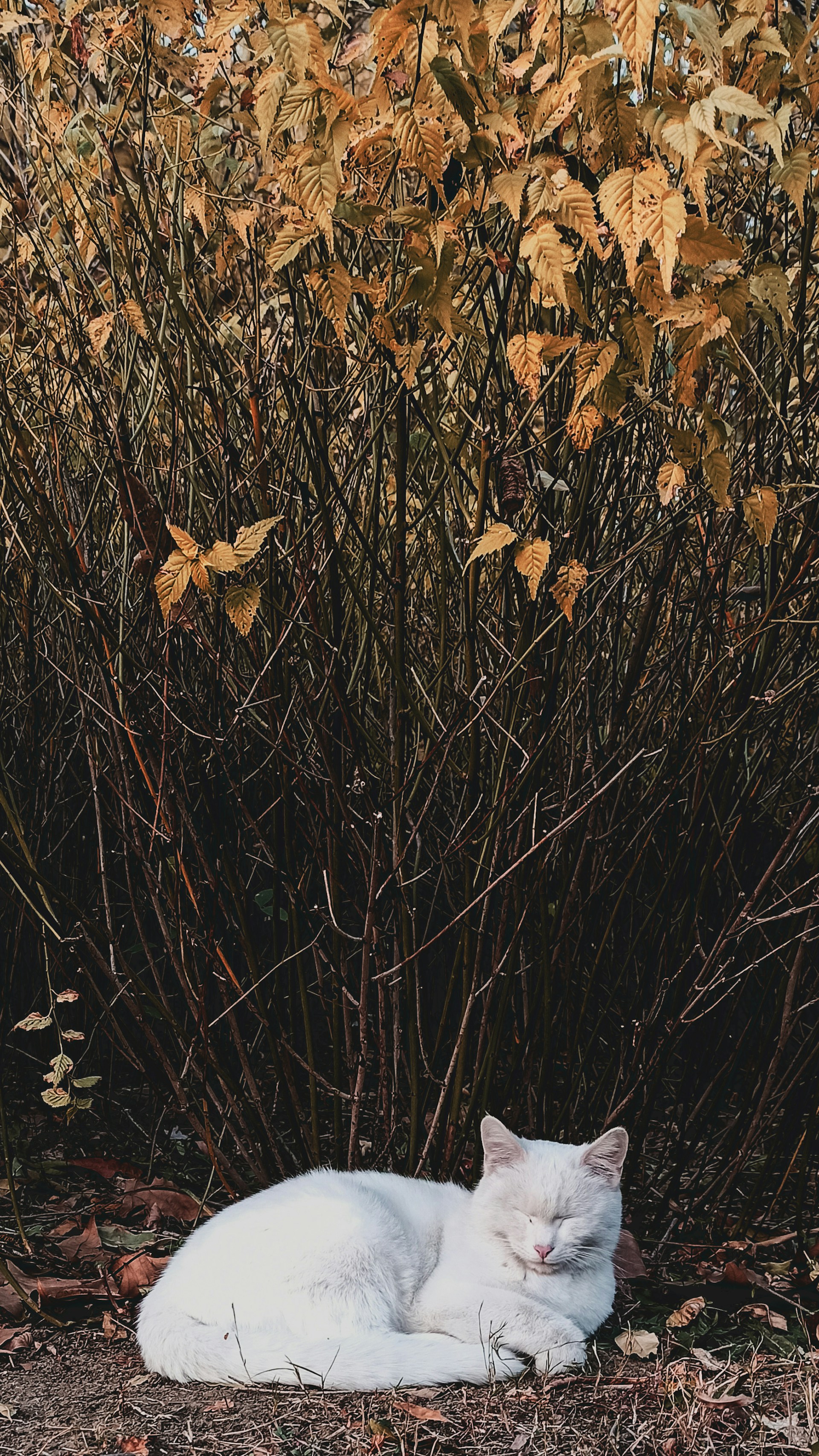 brown dried leaves on ground