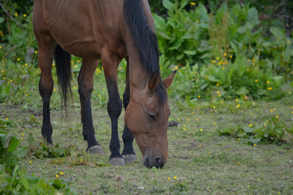 brown horse eating grass during daytime