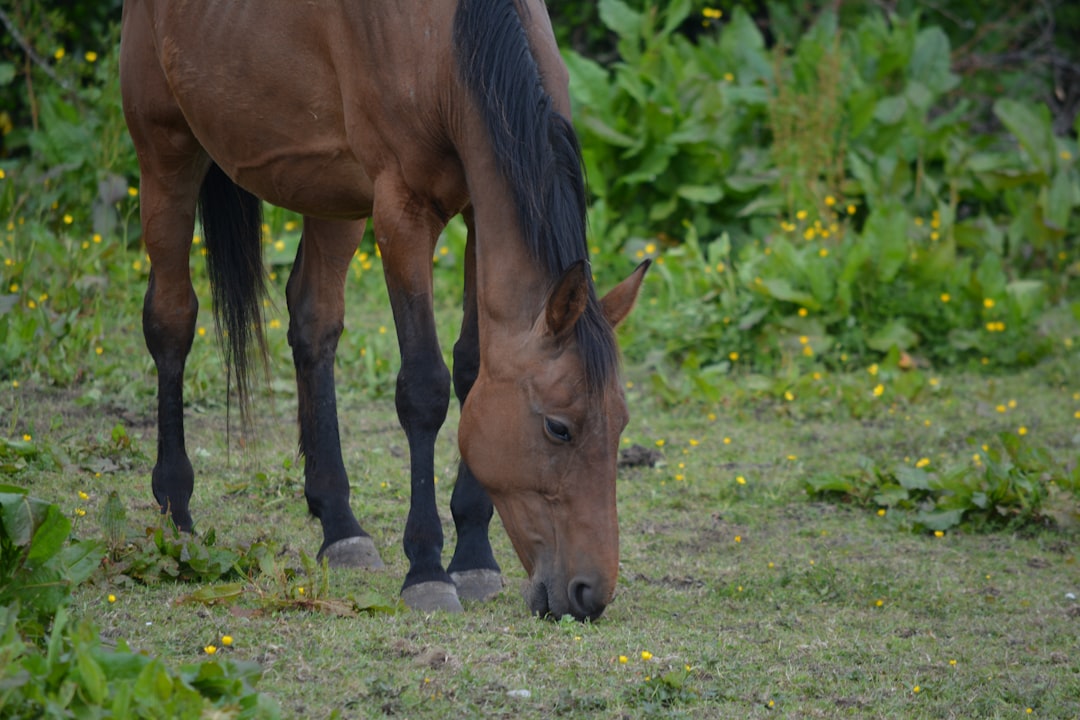 Travel Tips and Stories of Offaly in Ireland