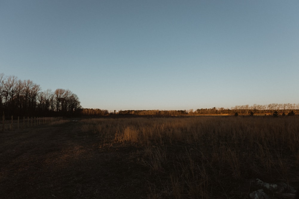 brown grass field under blue sky during daytime