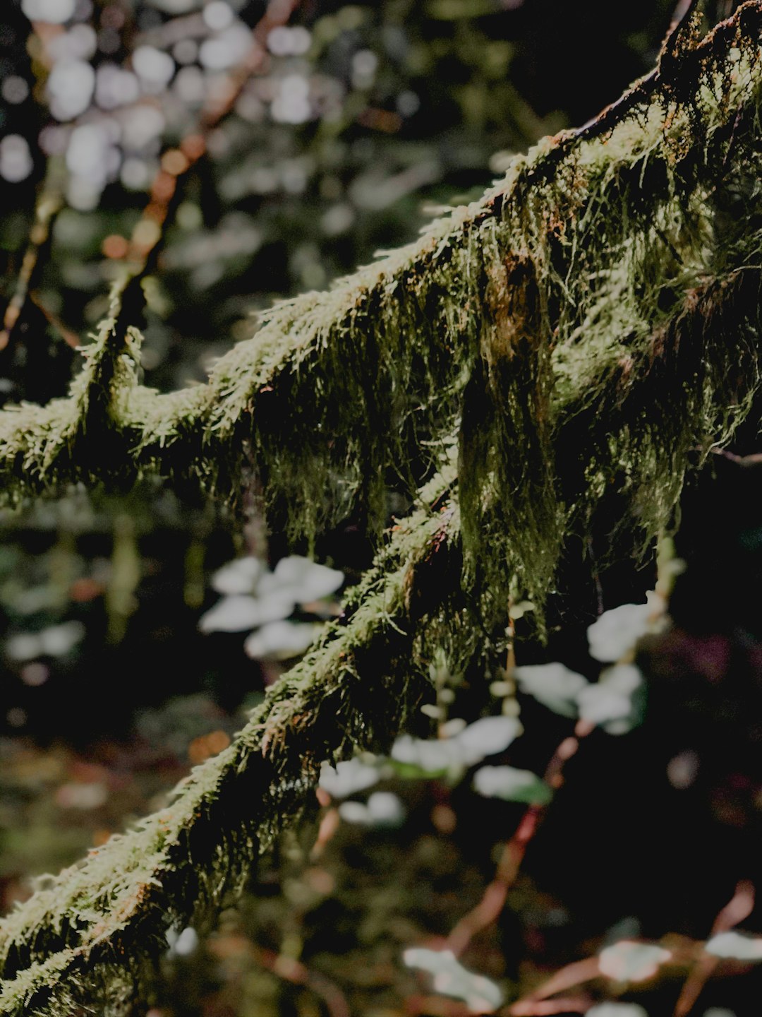 Forest photo spot Vancouver The University of British Columbia