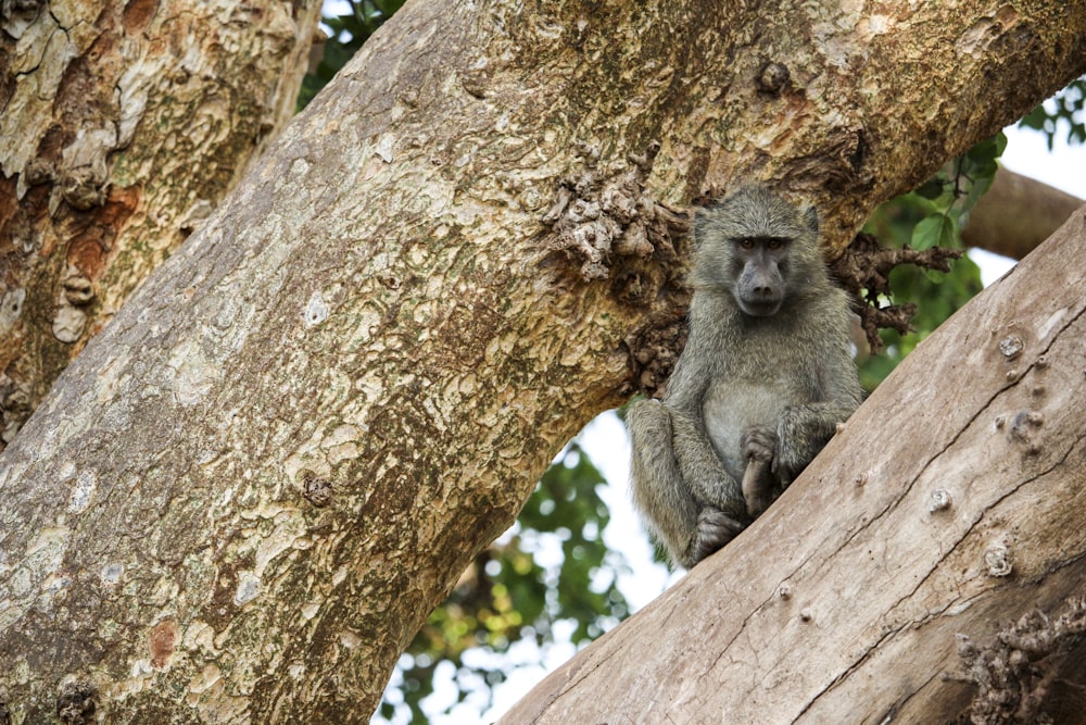 brown monkey on brown tree during daytime