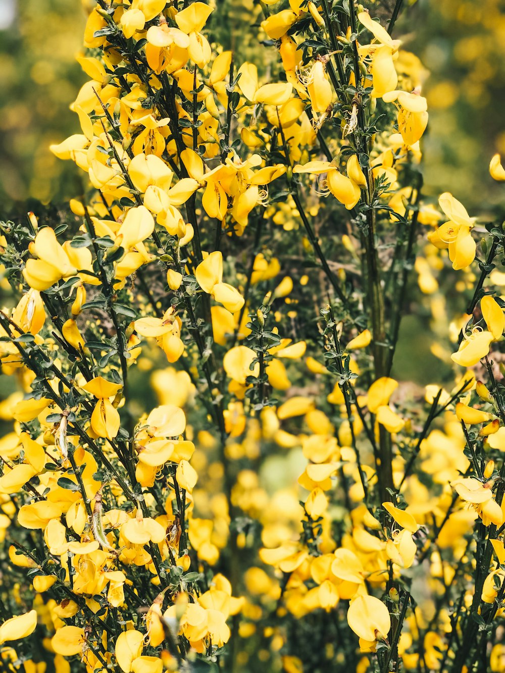 yellow flowers with green leaves