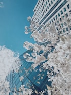 white cherry blossom tree near white concrete building during daytime