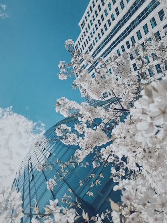 white cherry blossom tree near white concrete building during daytime