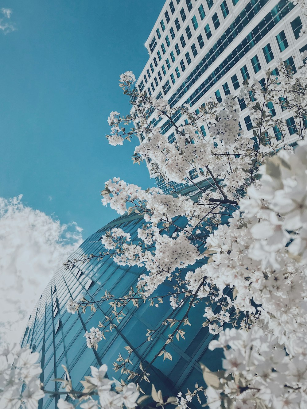 Árbol de flor de cerezo blanco cerca de un edificio de hormigón blanco durante el día