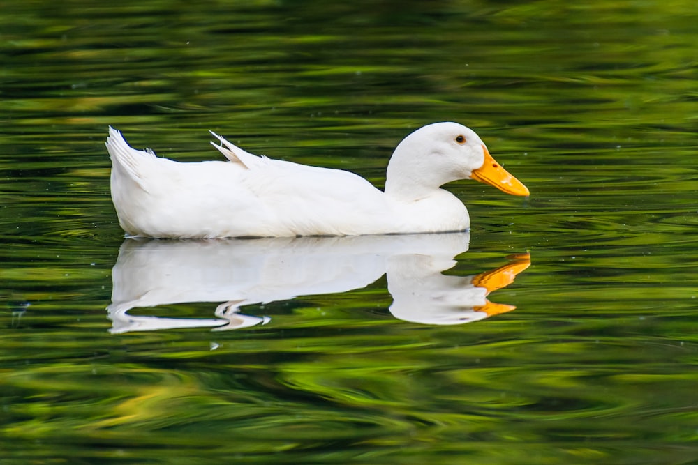 white swan on water during daytime