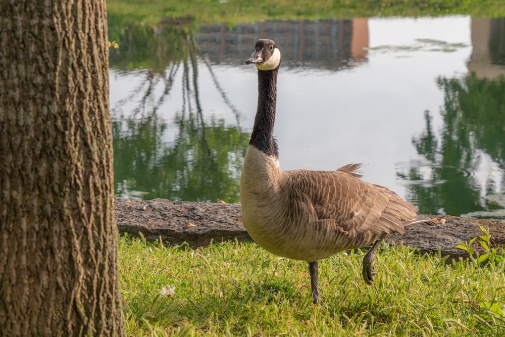 brown duck on green grass near body of water during daytime