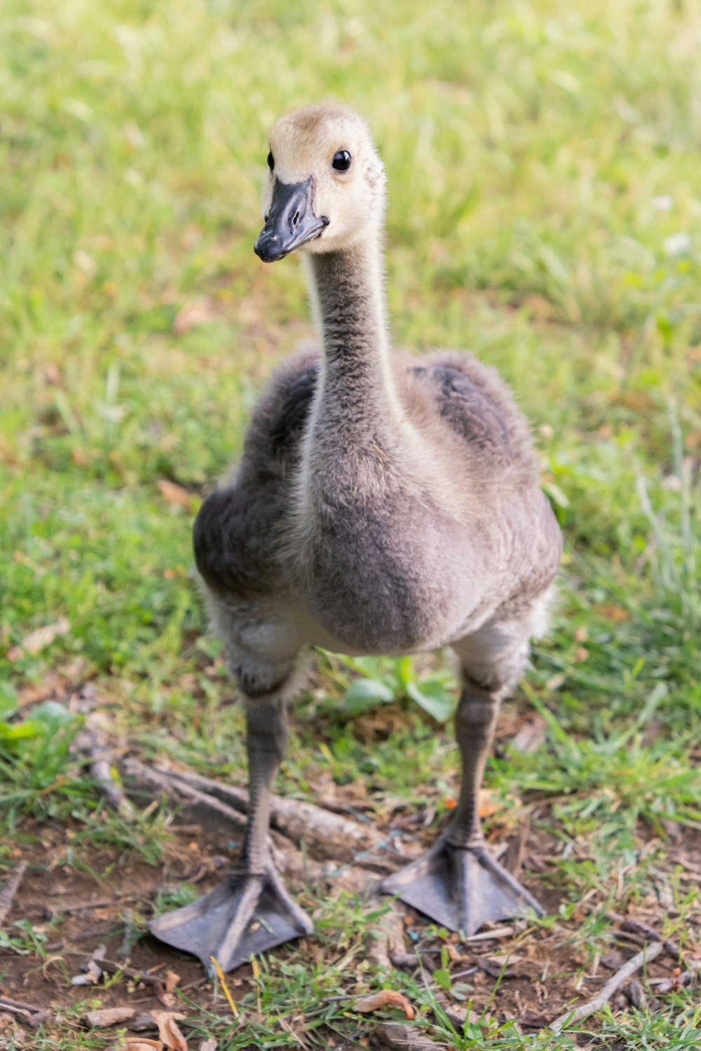 gray and white duck on green grass during daytime