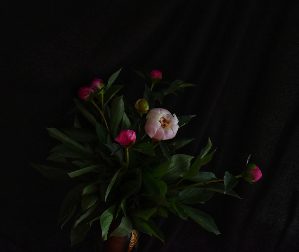 pink roses with green leaves