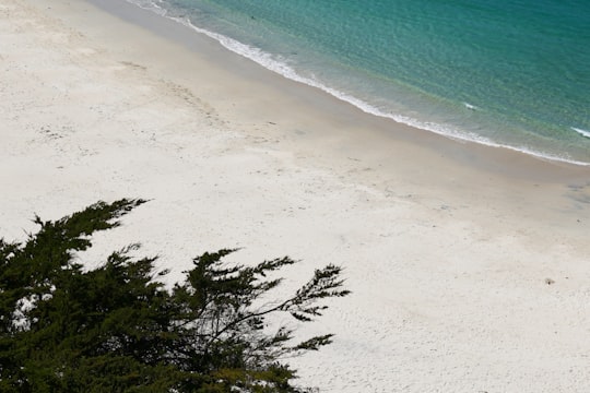 green trees on white sand beach in Trégastel France