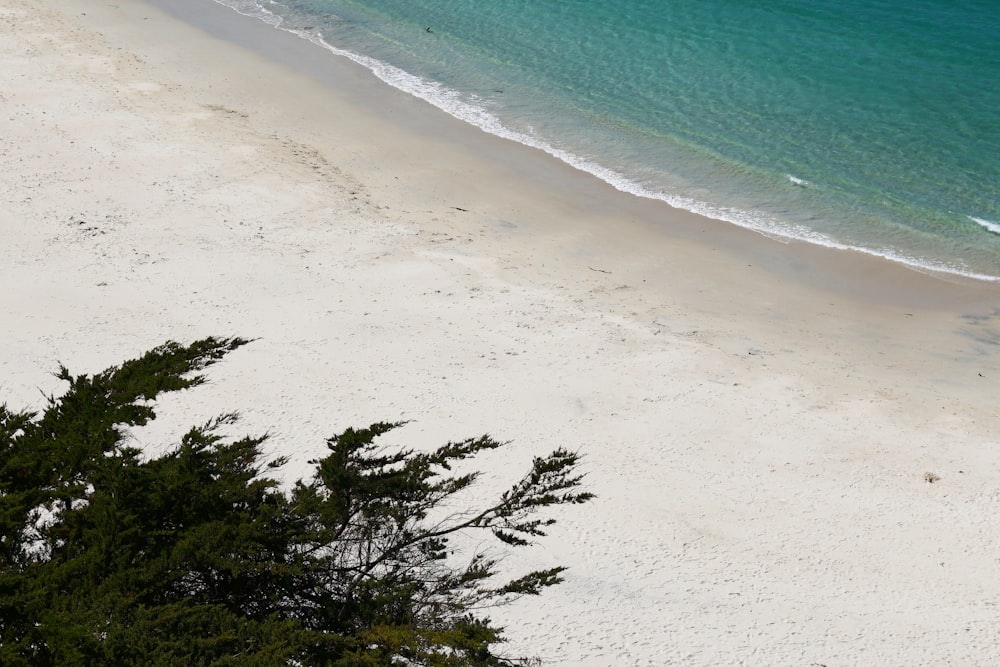 green trees on white sand beach