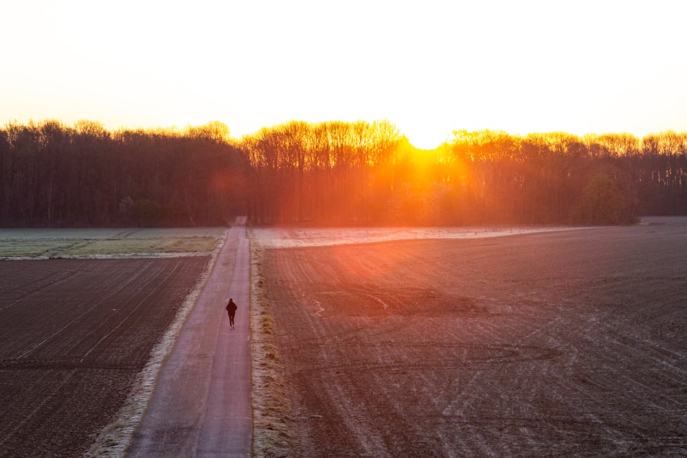 gray road between green trees during sunset