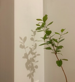 green plant on white wall