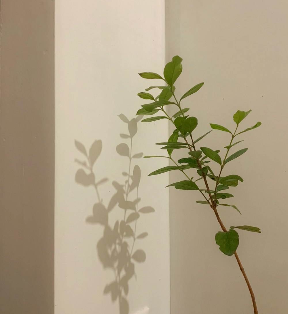 green plant on white wall
