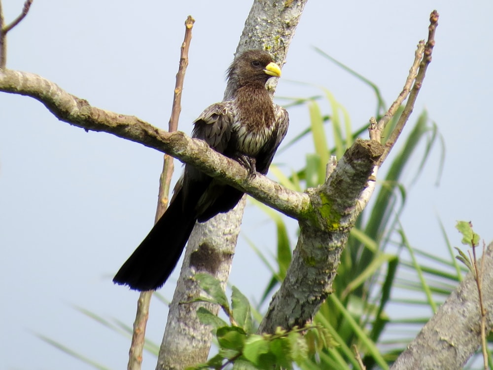 brown and white bird on tree branch during daytime