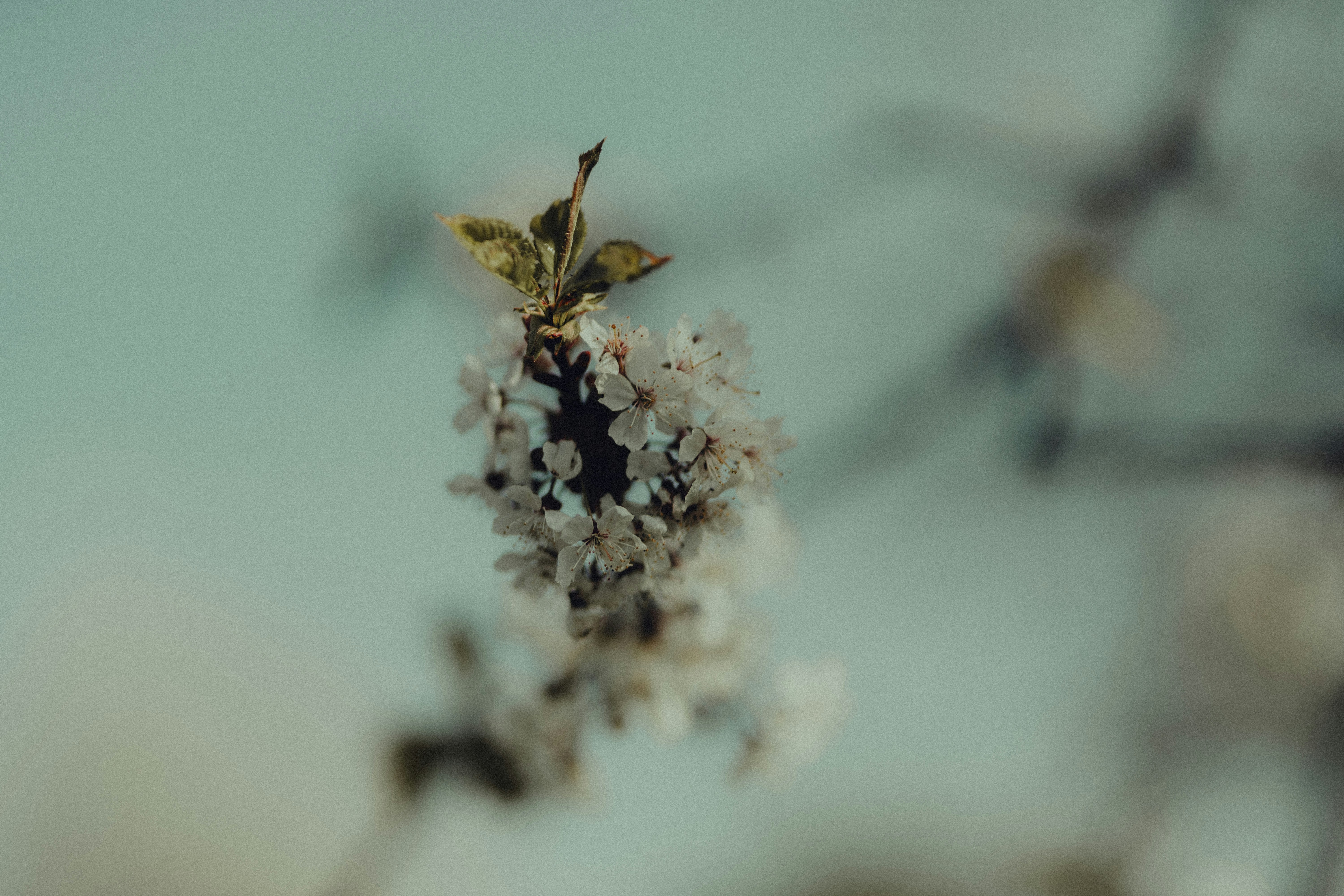 Photo by jakobustrop