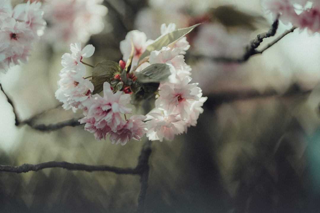 pink and white flower on brown tree branch