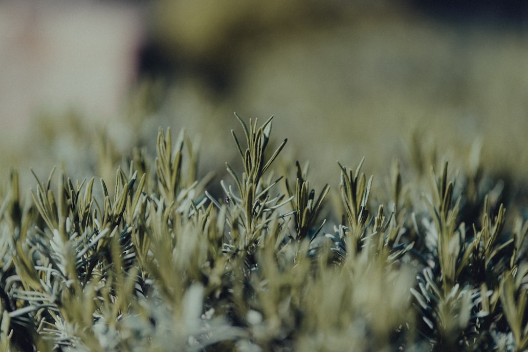 green grass in close up photography