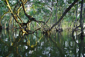 Mangrove trees with tangled roots growing in calm dark water